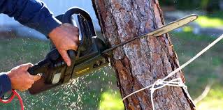 Best Fruit Tree Pruning  in Myrtle Creek, OR