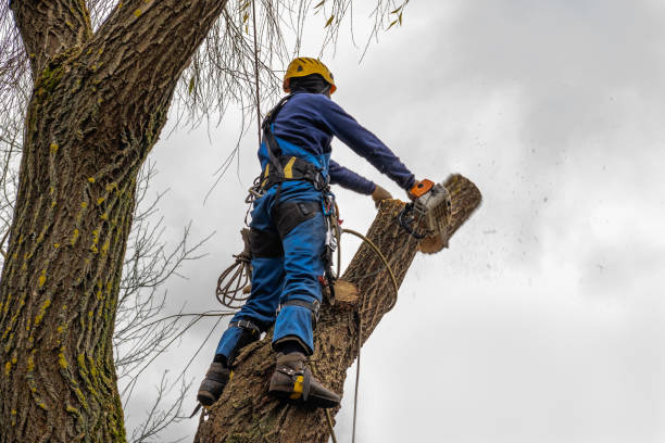 Best Palm Tree Trimming  in Myrtle Creek, OR