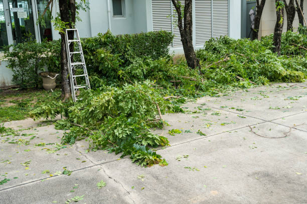 Best Tree Trimming and Pruning  in Myrtle Creek, OR