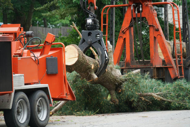 Best Hazardous Tree Removal  in Myrtle Creek, OR