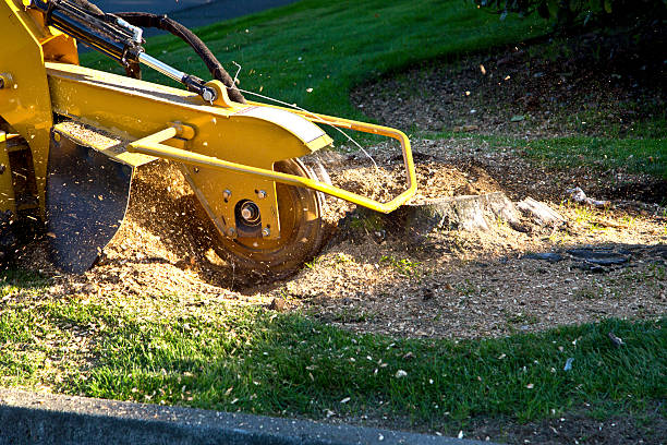 Best Emergency Tree Removal  in Myrtle Creek, OR