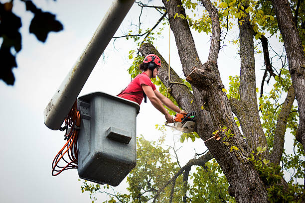 Best Leaf Removal  in Myrtle Creek, OR